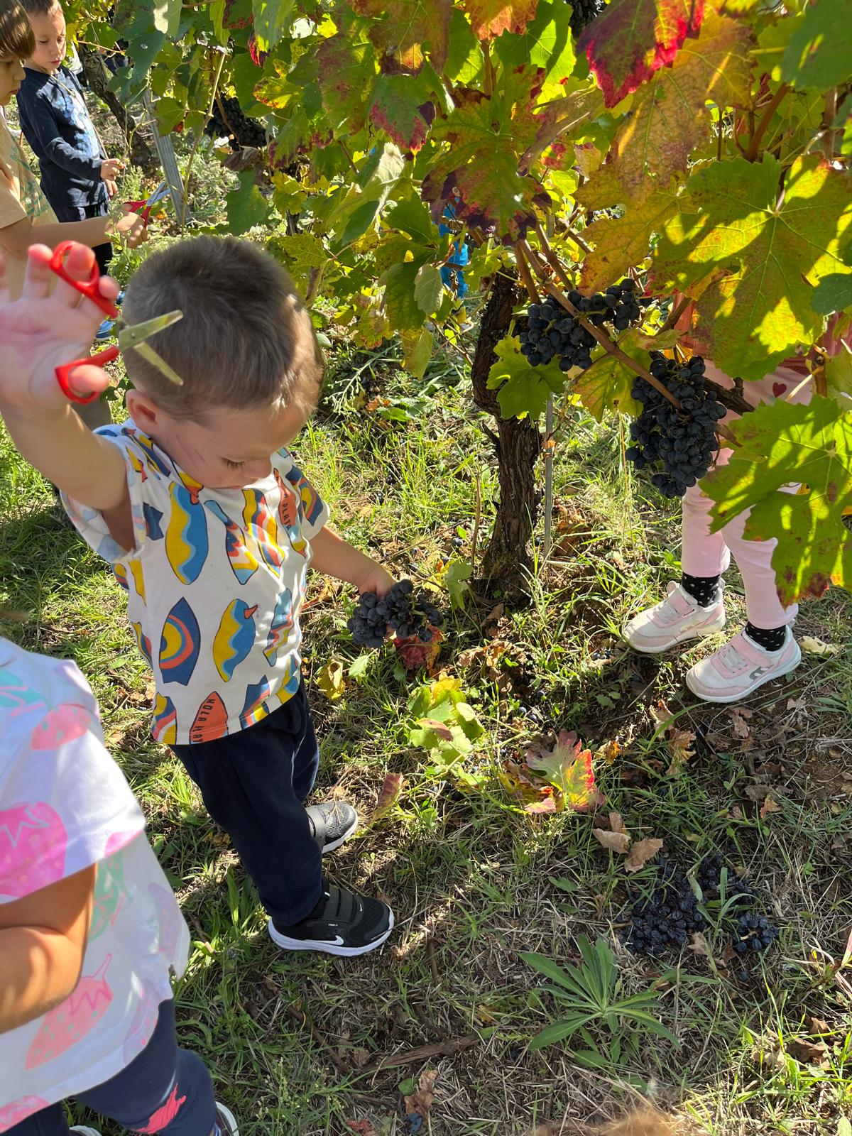 VENDEMMIA A RONCO DI SAN GIORGIO